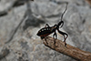 Rhinocoris annulatus